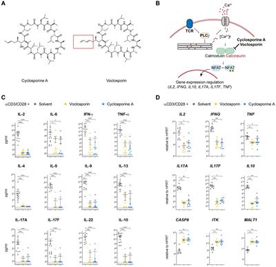 Protective effect of the novel calcineurin inhibitor voclosporin in experimental colitis